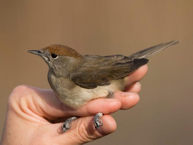 Eurasian Blackcap Mezei