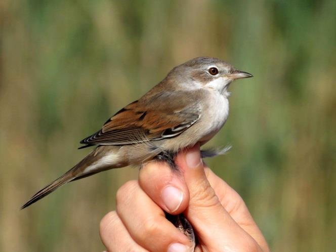 Common Whitethroat