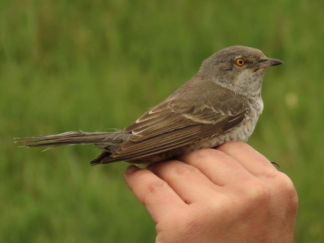 nisoria) Barred Warbler