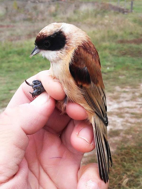 Fiatal függ cinege (Remiz pendulinus) Öreg függ cinege (Remiz pendulinus) A juvenile Eurasian