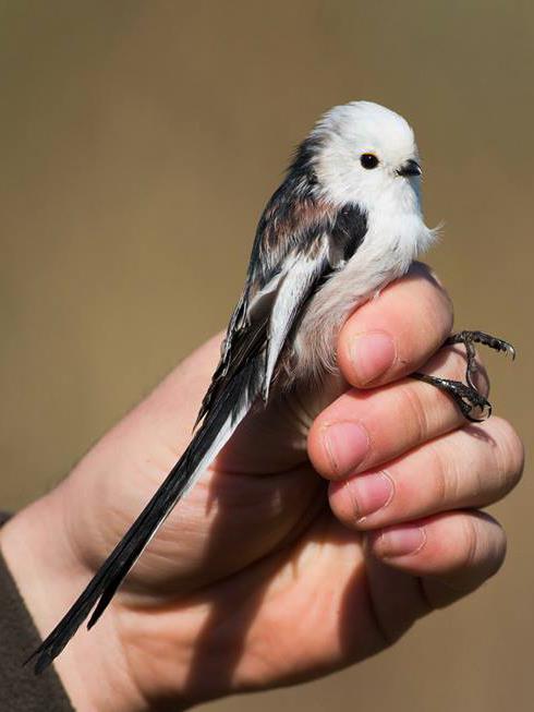 Despite a continuous ringing was done until the middle of October, only 6 individuals of the Eurasian
