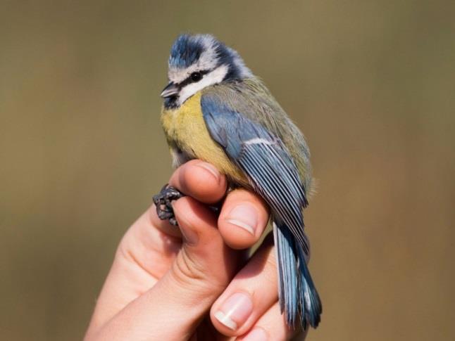 Széncinege (Parus major)