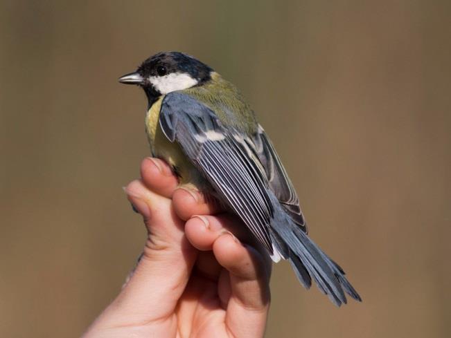 Eurasian Blue Tit European