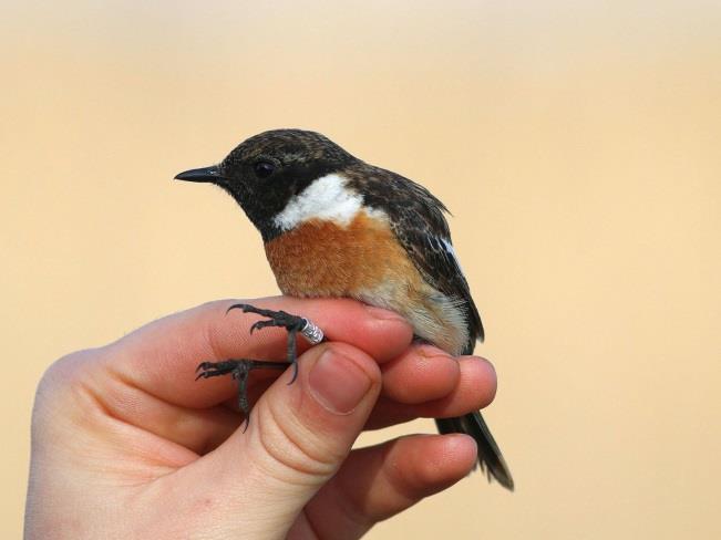 (Saxicola rubetra)