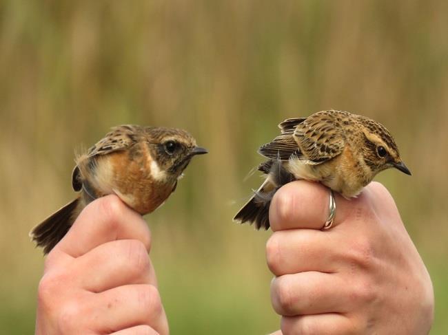 European Stonechat on the