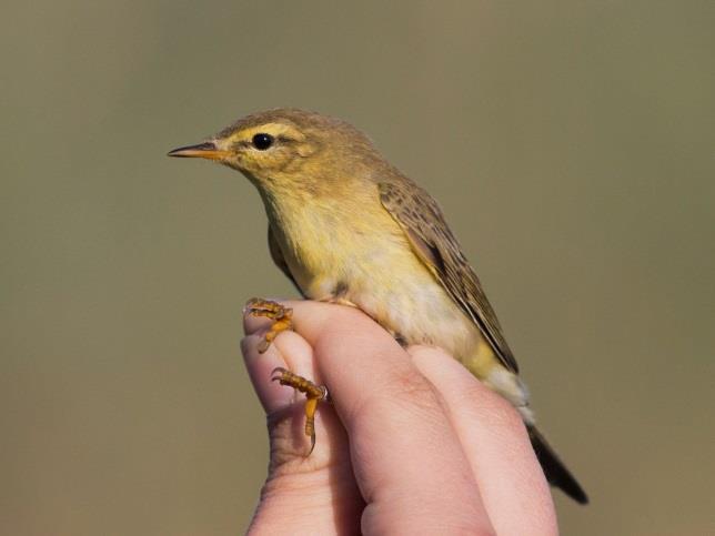 Common Chiffchaff Siseg