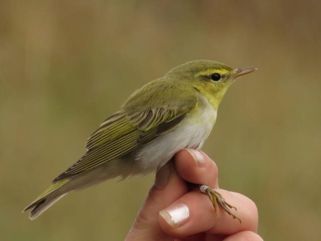 sibilatrix) Wood Warbler