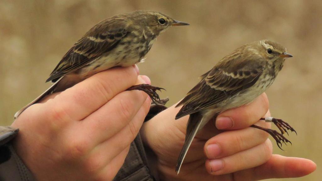 Havasi pityerek (Anthus spinoletta) Water Pipits Eddig