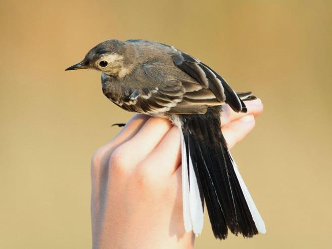 Only one Water Pipit was ringed ever at the ringing