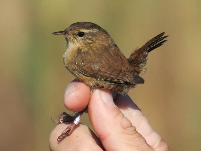 Kékbegy (Luscinia