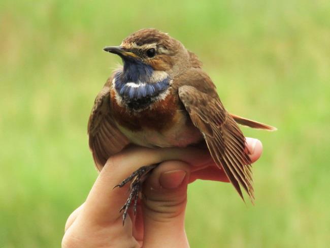 (Erithacus rubecula)