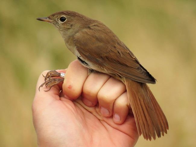 Fülemüle (Luscinia megarhynchos)