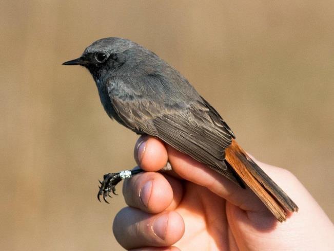 phoenicurus) Nagy fülemüle