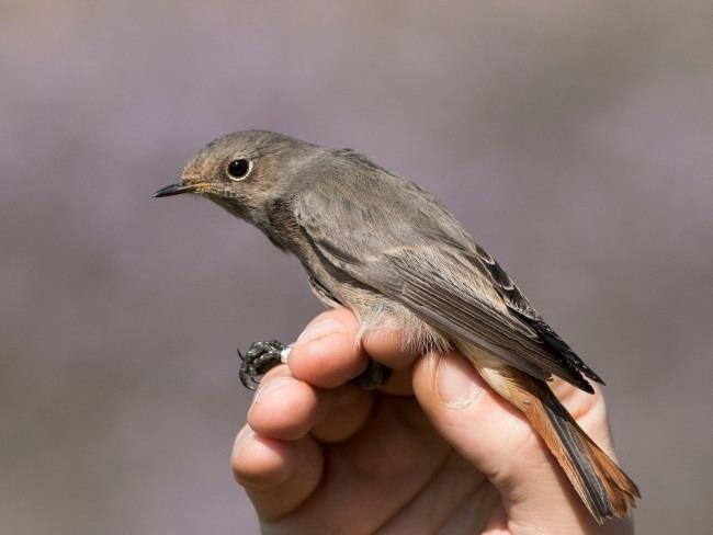 Nightingale Tojó házi  ochruros)