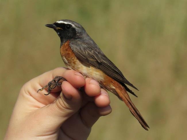 phoenicurus) A male Common