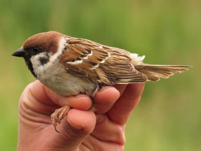 (Emberiza schoeniclus)