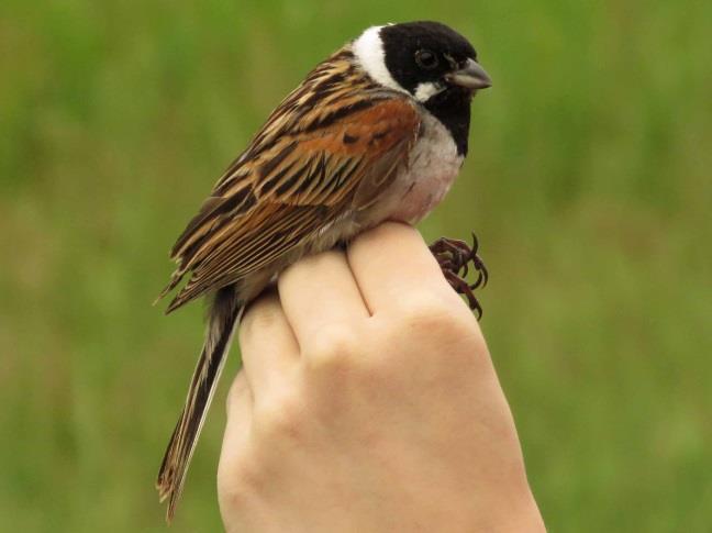 carduelis) House Sparrow