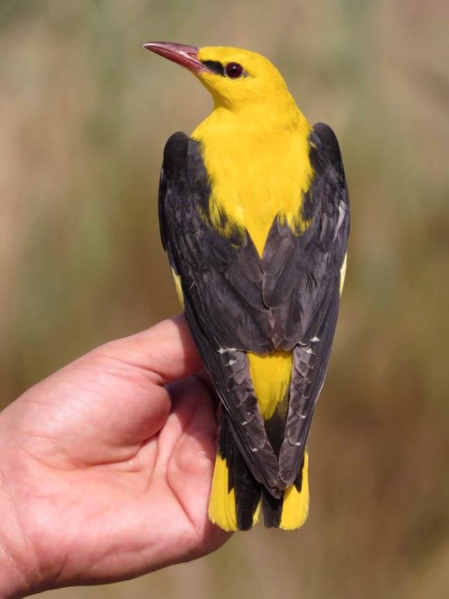 Énekes rigó (Turdus philomelos)