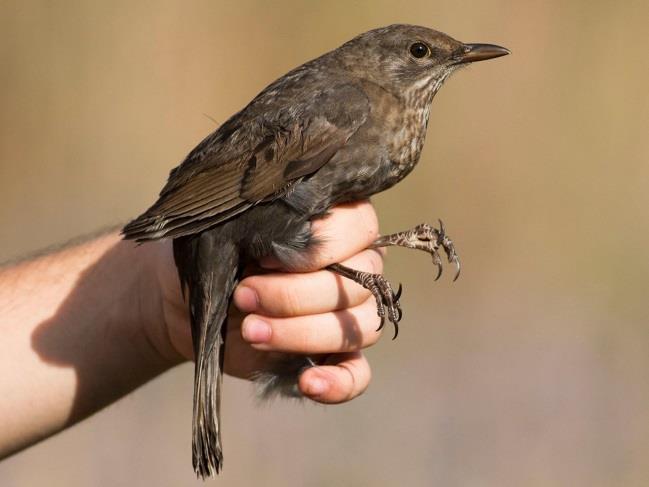 Common Blackbird Jégmadár