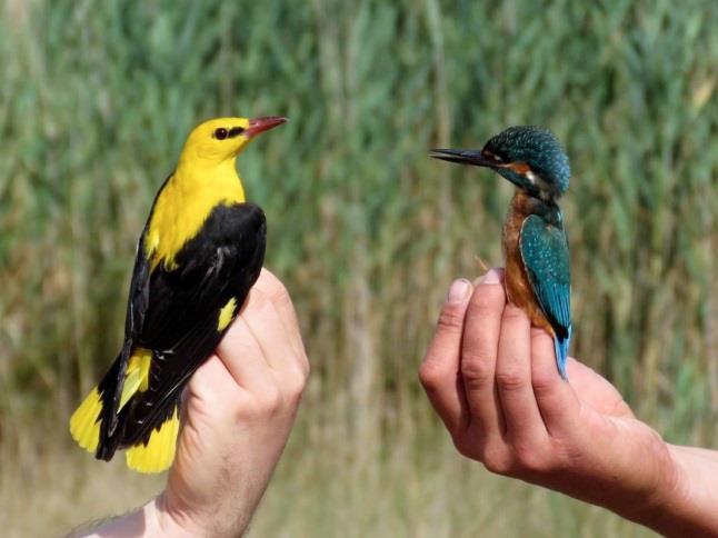 Kingfisher Sárgarigó (Oriolus