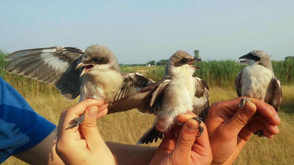 Kis rgébicsek (Lanius minor) Lesser Grey Shrikes Eddig mindössze nyolc kis rgébics adata volt a gyűrűz állomásnak.