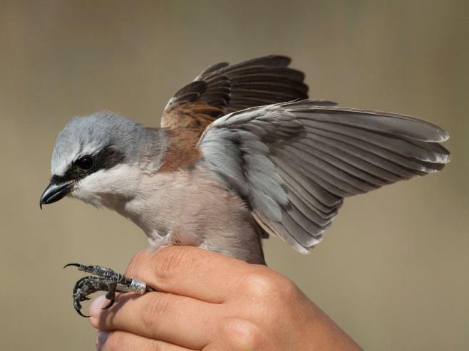 Only eight Lesser Grey Shrikes were captured at the ringing station ever.