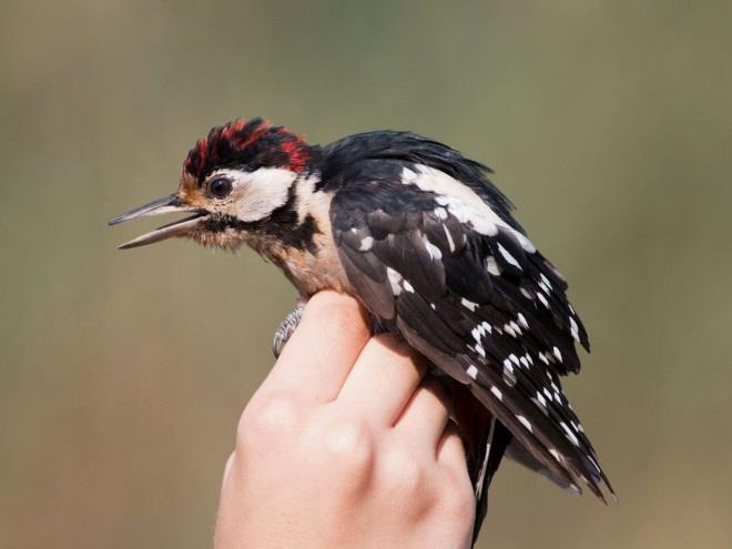 Spotted Woodpecker Syrian Woodpecker Idén egy új