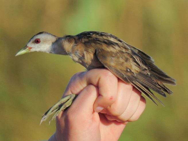 Sárszalonka (Gallinago