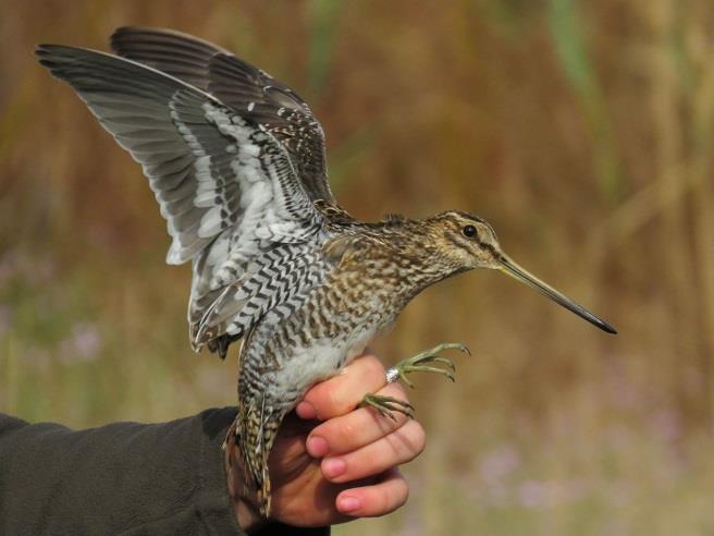 Little Bittern