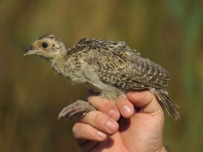 Common Pheasant