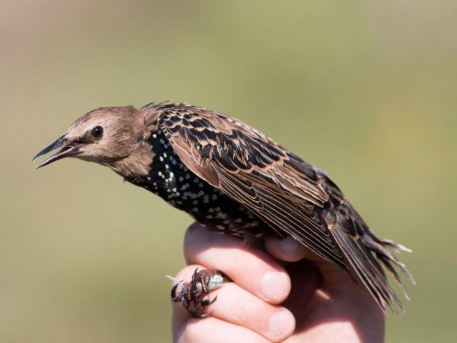 (Sturnus vulgaris)