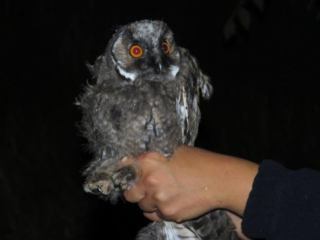 The bird was ringed also here a year ago by Erna Borbáth.