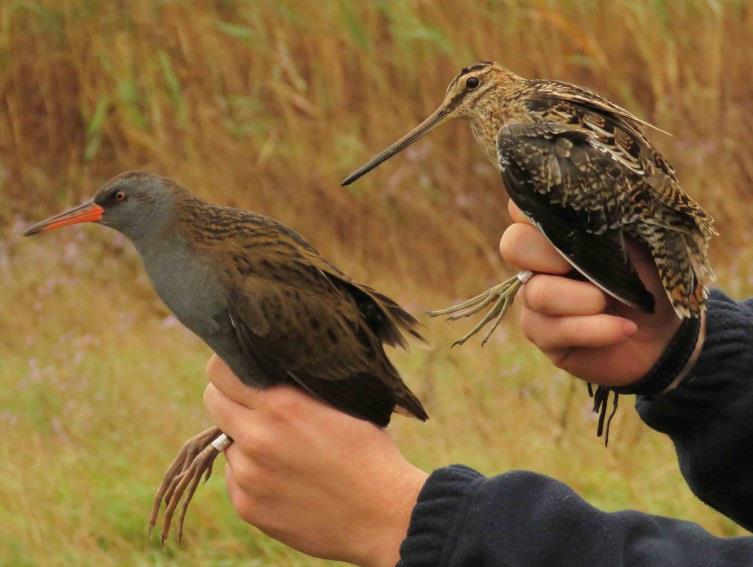 An Eurasian Penduline Tit (Remiz pendulinus) ringed on 6 October 5 by Béla Tokody, was recaptured three weeks later, on 8 October 5 at Baks I Ri (Albania) by a Hungarian ringer, István Péntek.