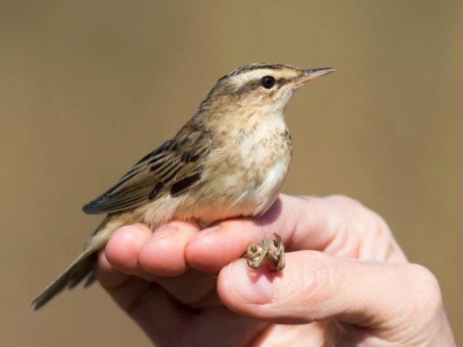 Cserreg nádiposzáta (Acrocephalus scirpaceus) a bal, énekes nádiposzáta (Acrocephalus palustris) a