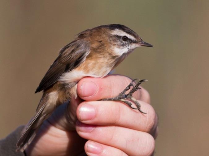 Foltos nádiposzáta (Acrocephalus schoenobaenus) Nádirigó (Acrocephalus arundinaceus) Eurasian Reed