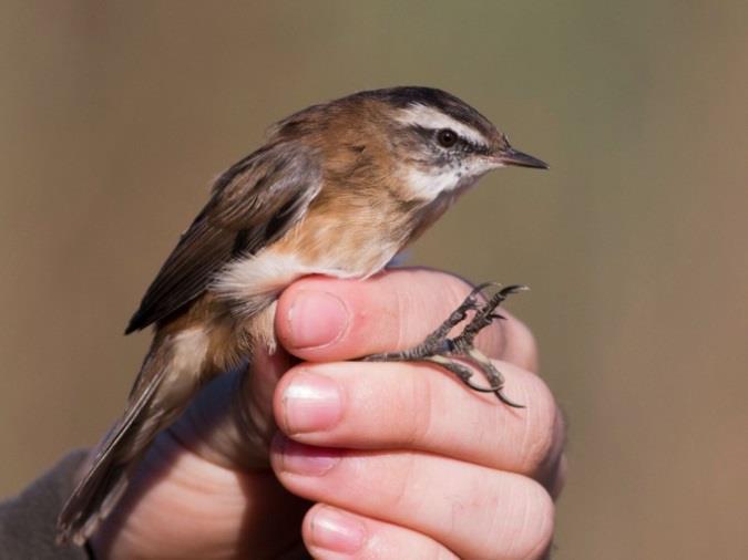 Foltos nádiposzáta (Acrocephalus schoenobaenus) Nádirigó (Acrocephalus arundinaceus) Eurasian Reed