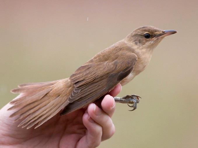 Fülemülesitke (Acrocephalus melanopogon) Sedge Warbler Moustached Warbler A gyűrűzött madarak