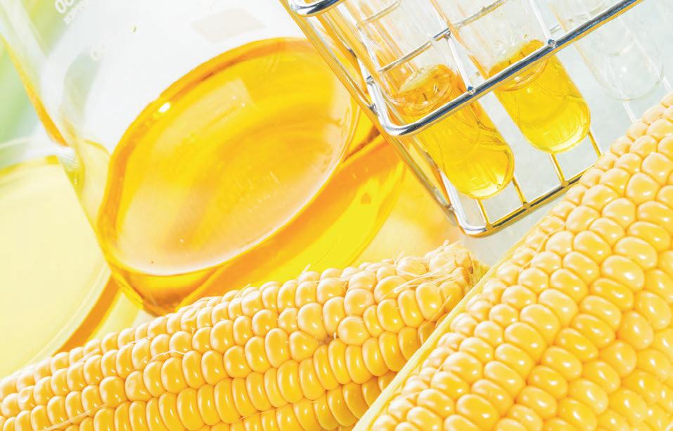 LOCAL PANORAMA A csemege- és pattogató kukorica vetőmagok GMO tartalmának fokozott ellenőrzését indokolja, hogy az ezekből termett termék közvetlenül a vásárlók asztalára kerül.
