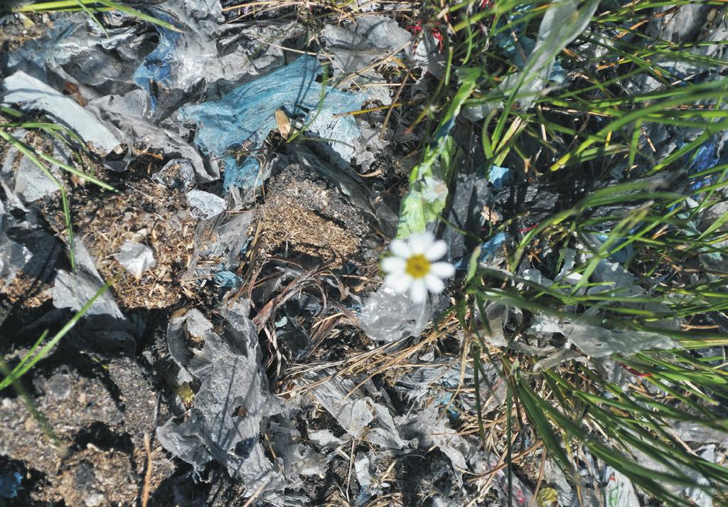[45] Farrel, P., Nelson, K. (2013): Trophic level transfer of microplastic: Mytilus edulis (L.) to Carcinus maenas (L.). Environ Pollut. 177 pp. 1-3. [46] Browne, M. A., Dissanayake, A., Galloway, T.