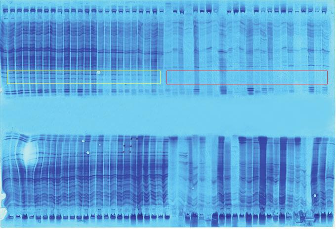 Figure 9 Gel photo of the genetic purity testing of a hybrid maize. Egészséges Healthy Gombaferőzött Fungus-infected 10.