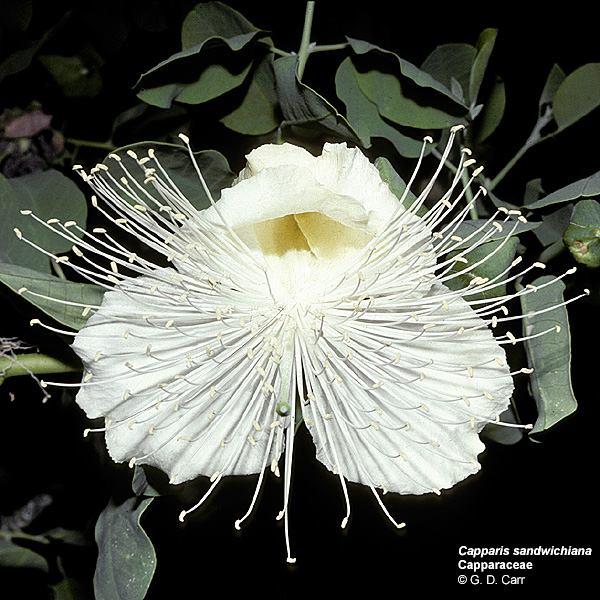 Malvidae