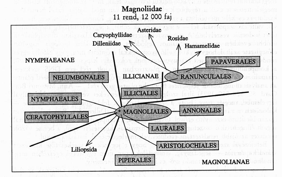 1. kétszikű alosztály MAGNOLIIDAE 8 rend 39 család 12000 faj Alapvető kiindulási csoport, amelyből a többi zárvatermő kialakulhatott.