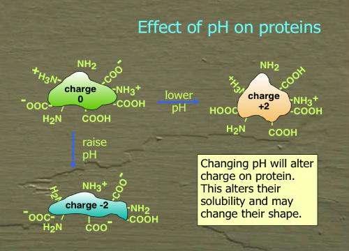A közeg hatása A ph változása befolyásolja a protein töltését, ezen keresztül az oldhatóságát és alakját!