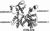 R Külső (extrinsic) fluorofór alkalmazásakor: makromolekula fluorofór A kromofór (fluorofór) lokális mozgása elkülöníthető a molekula egészének mozgásától.