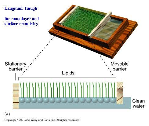 Nature, March 12 1891 Langmuir monoréteg Agnes Pockels - Making History at the Kitchen Sink γ γ < γ 0 A tiszta víz felé mozdul!