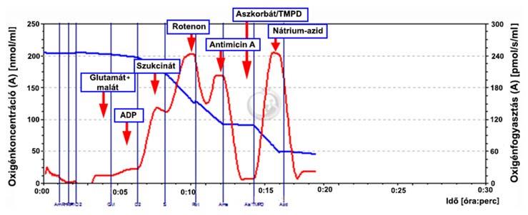 A májfunkció vizsgálata respirometriával 195 1. ábra.