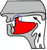 nyelvhát (tongue body): dorsum (dorzális) hátsó része (poszterior dorzális) elülső része (anterior dorzális) 2.