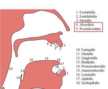 elmozduló: palatoveláris (") [ ] Fogmeder (alveolus