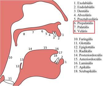 szájpadlás találkozási helye: Palatoveláris) Szájpadlás Szájpadlás Palatális Prepalatális Mediopalatális Posztpalatális Palatoveláris Veláris Lágy szájpadlás (Velum) Kemény szájpadlás (Palatum)