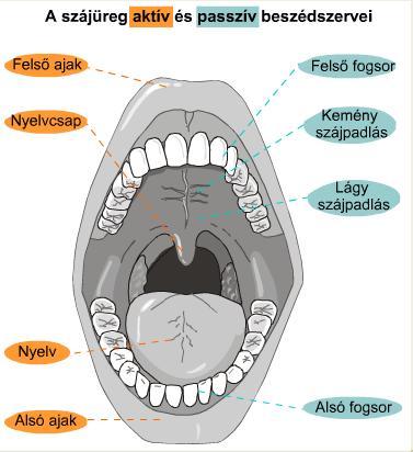 Uvula (ínycsap uvuláris) A képzés főbb helyei Helytelen elnevezéssel: nyelvcsap; problémás, de elterjedt